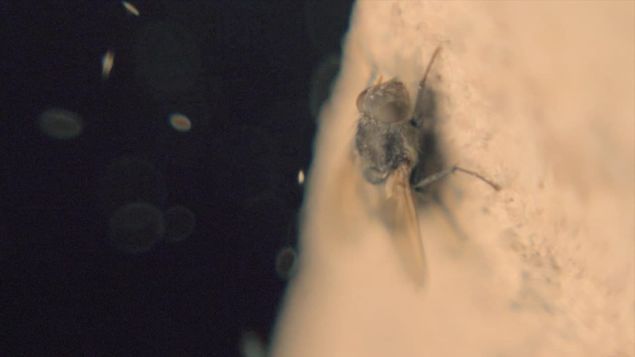 Watch In the House of Flies