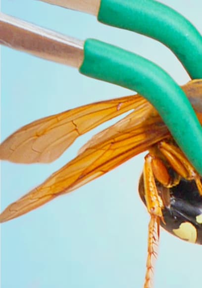 S01:E08 - Stung by a Cicada Killer! poster