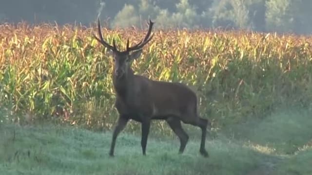 S01:E11 - Hunting Roaring Red Stags in Hungary