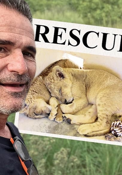 Affiche de S01:E03 - The Lion King Brothers Who Were Saved as Cubs