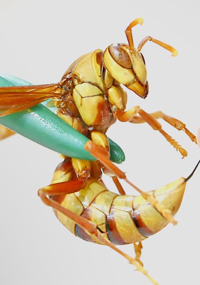 S01:E06 - Stung by an Executioner Wasp! poster
