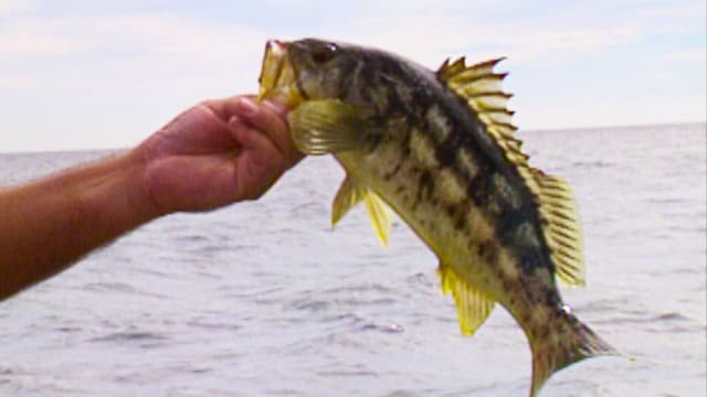 S02:E16 - Calicos on the Plastics With a Pro: Guadalupe Island, Part 4