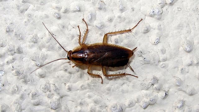 S01:E01 - Night at the Races