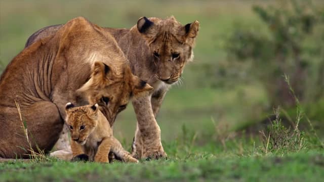 S01:E04 - Las vidas secretas de los leones