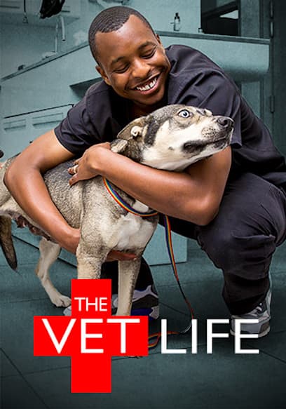 S01:E05 - Raining Cats, Dogs and Tigers