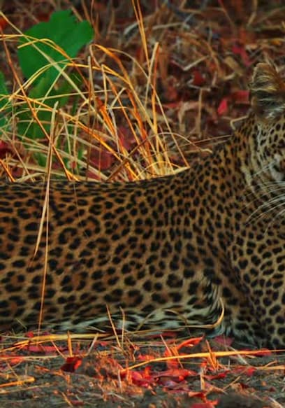 S01:E04 - Big Cats, Big Trouble poster