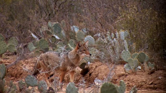 S09:E10 - Bow Hunting Fiesta in Old Mexico