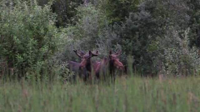 S02:E05 - Wild Moose Encounter