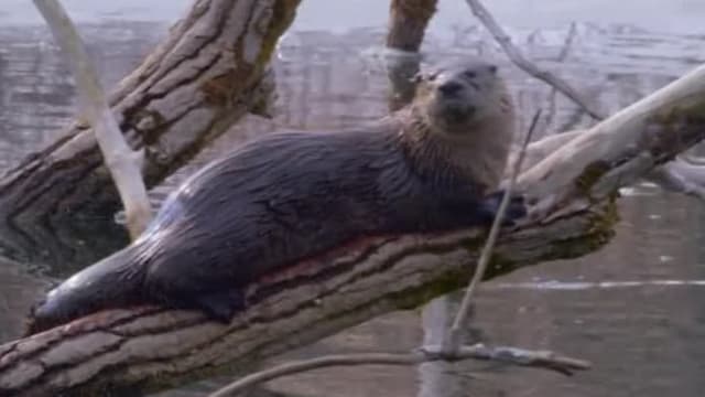 S02:E12 - Chatty & Communicative