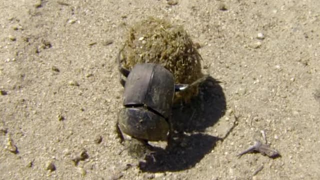 S01:E03 - Escarabajos Dung: Reciclador De La Naturaleza