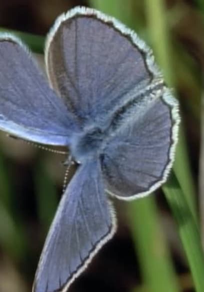 S01:E102 - The Beauty of Butterflies poster