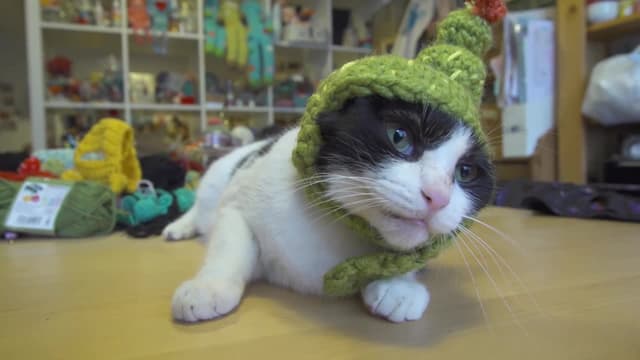 S01:E41 - The Cats in Their Hats