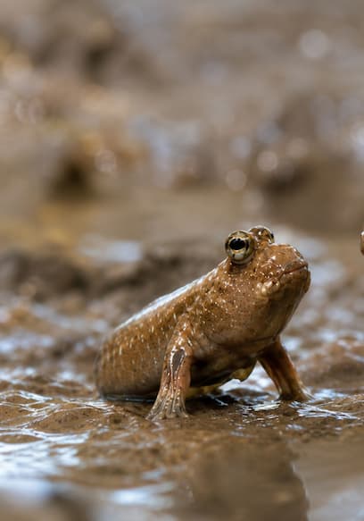 S01:E01 - Raising a Family of Mudskippers (200 Day Journey) + the Process of Making Friends With a Walking Fish poster