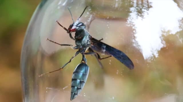 S02:E02 - Stung by a Warrior Wasp