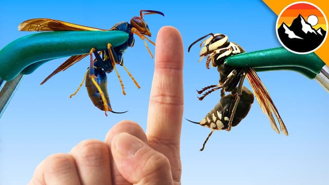 S01:E11 - Stung Twice - Wasp vs Hornet!