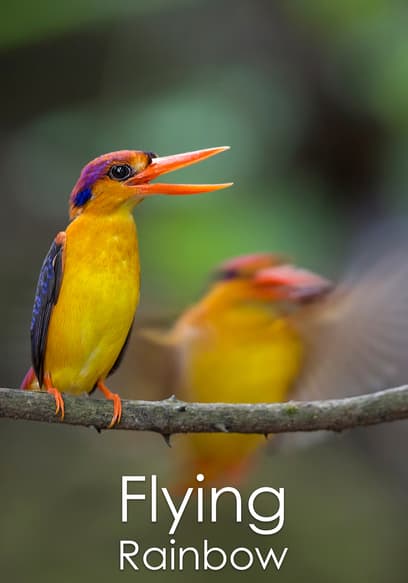 Flying Rainbow