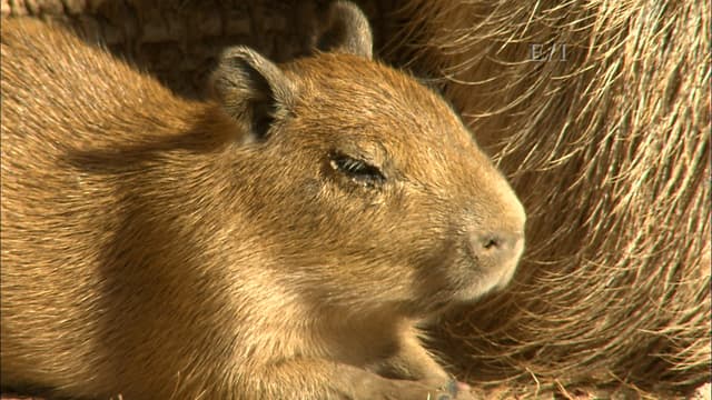 S01:E07 - Episodio 7