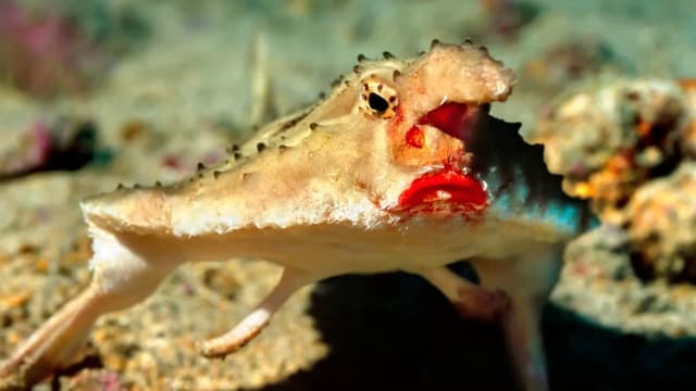 S01:E04 - Unbelievable Animals