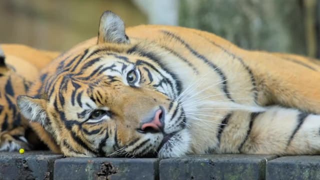 S01:E12 - Pawing Terri's Heart