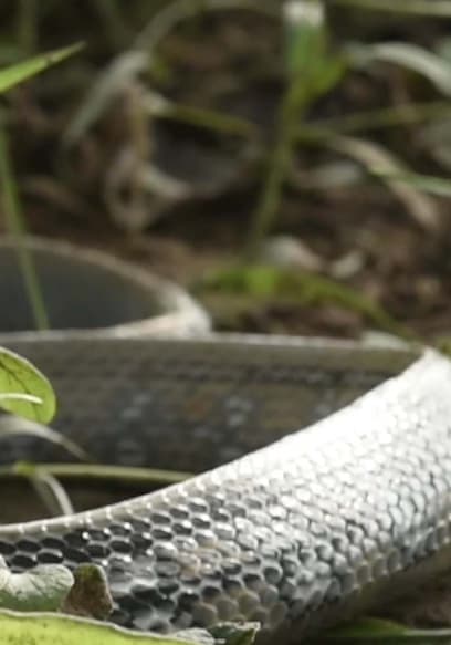 S01:E02 - Human vs. Snake: The Killer Beasts in a Human Community poster