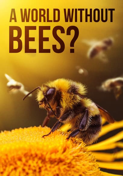 A World Without Bees?