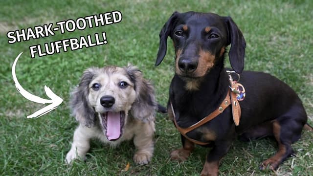 S01:E13 - Crusoe Gets a Sister