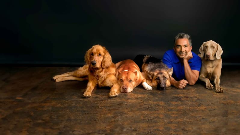 その他 Dog Whisperer With Cesar Millan: Season 5 / [DVD] [Import] Amazon.com: Dog Whisperer with Cesar Millan: Season 5