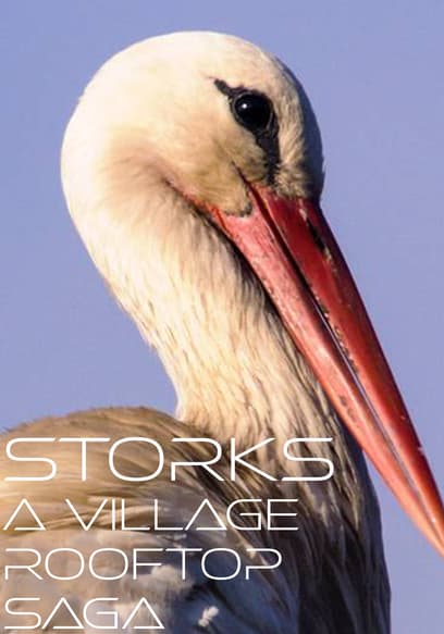 Storks: A Village Rooftop Saga