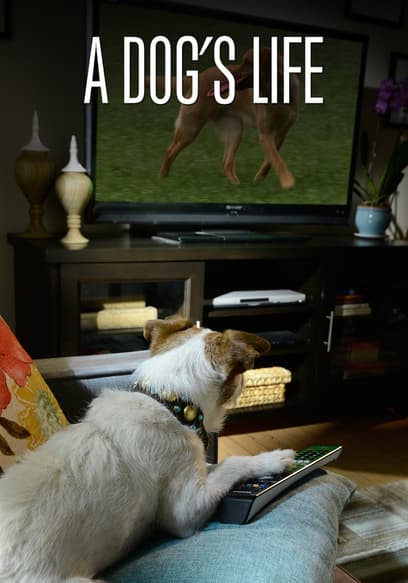 A Dog's Life