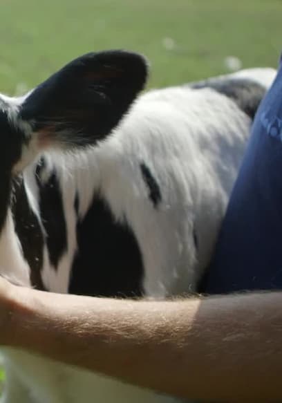 S01:E02 - Cows poster