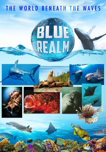 S01:E09 - Blue Realm: Shark Divers