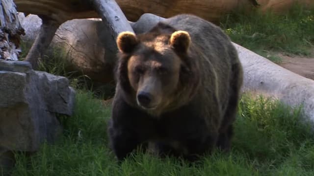 S03:E10 - Animal Passport: The Americas!