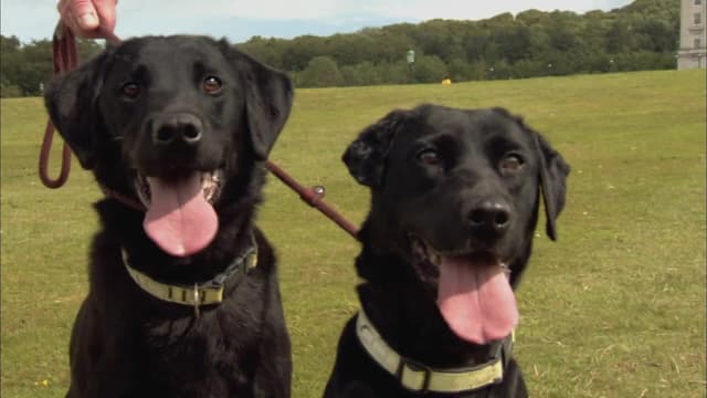 S01:E10 - DVD Sniffing Dogs