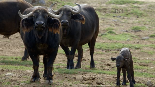 S01:E04 - Episodio 4