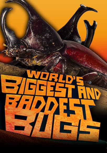 World's Biggest and Baddest Bugs