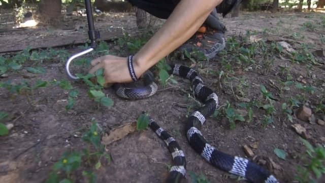 S01:E06 - Trailing Common Kraits: The Silent Killers