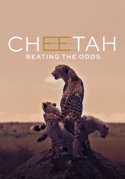 Cheetah: Beating the Odds