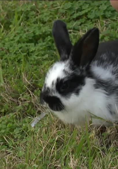 S01:E06 - Bunny Basics and the RSPCA poster