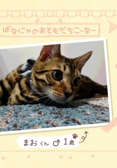 S01:E01 - The Kitty Who Lives in a Banana poster