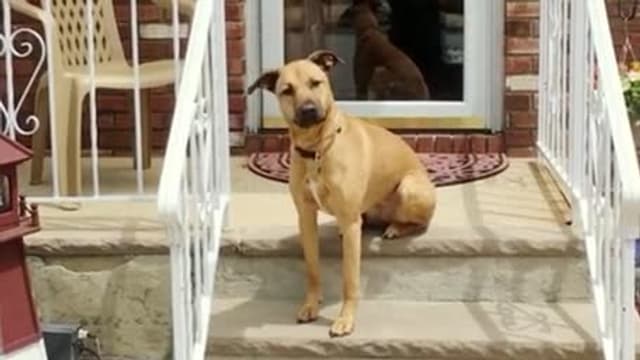 S01:E12 - Top 10 Times Your Pet Was Having a Worse Day Than You