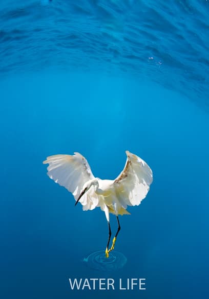 S01:E25 - Water's Voices