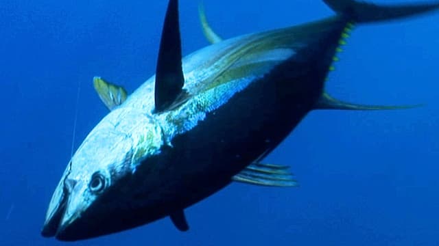 S01:E18 - Fishing Frenzy at Alijos Rocks, Part 1: The Ridge