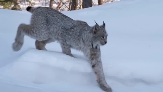 S01:E04 - Trapping the Elusive Lynx