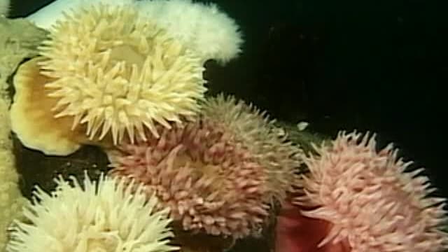 S01:E23 - The Emerald Sea