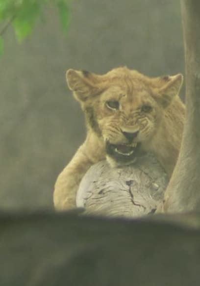 S01:E01 - Lion Brothers: Cubs to Kings poster