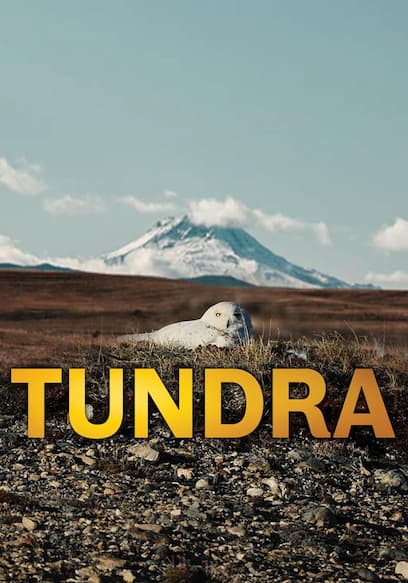 Tundra