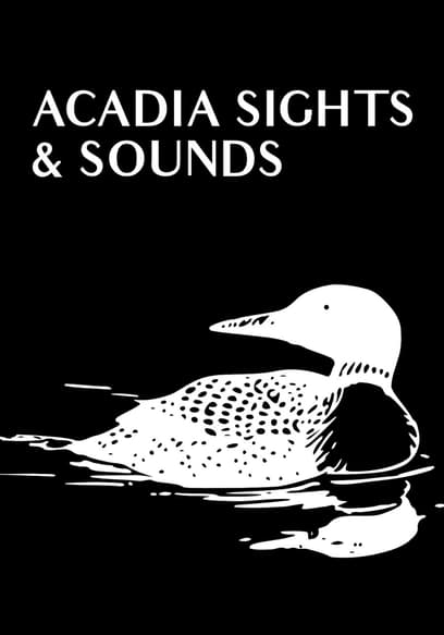 Acadia Sights & Sounds