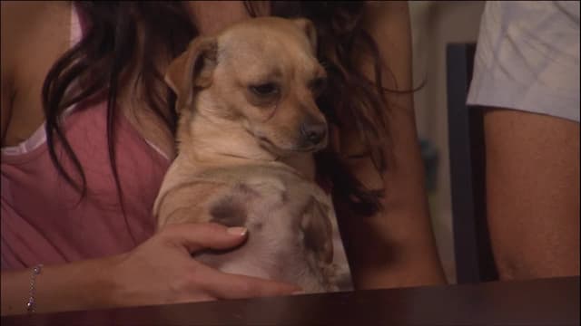 S04:E01 - Year of the Dog