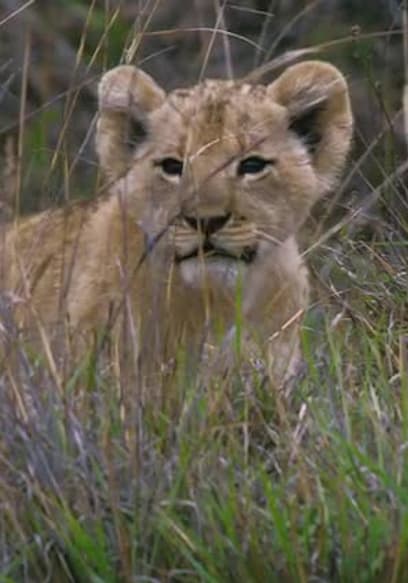 Póster de S01:E01 - Gatos grandes de África