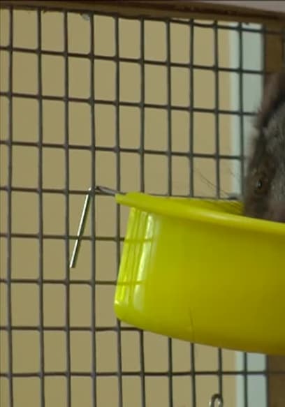 S01:E08 - Baby Possum Care and Rock’n’roll Pets poster